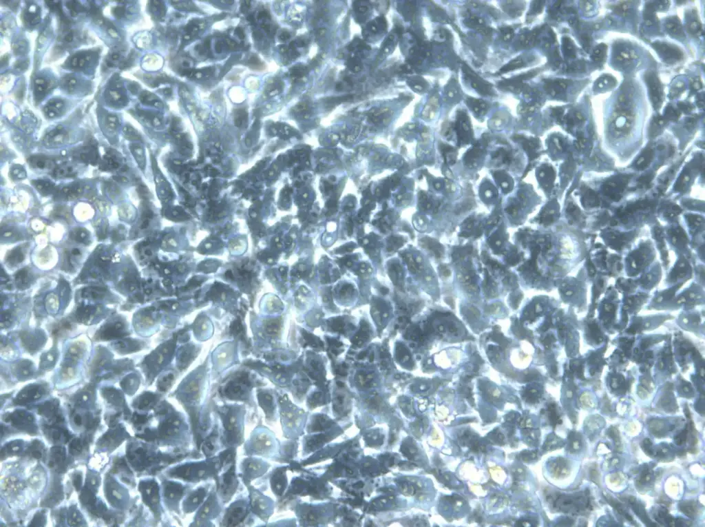 [GEN300921-MA] HK EGFP-LaminA/H2B-mCherry Cells